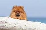 SPITZ ALLEMAND 204
